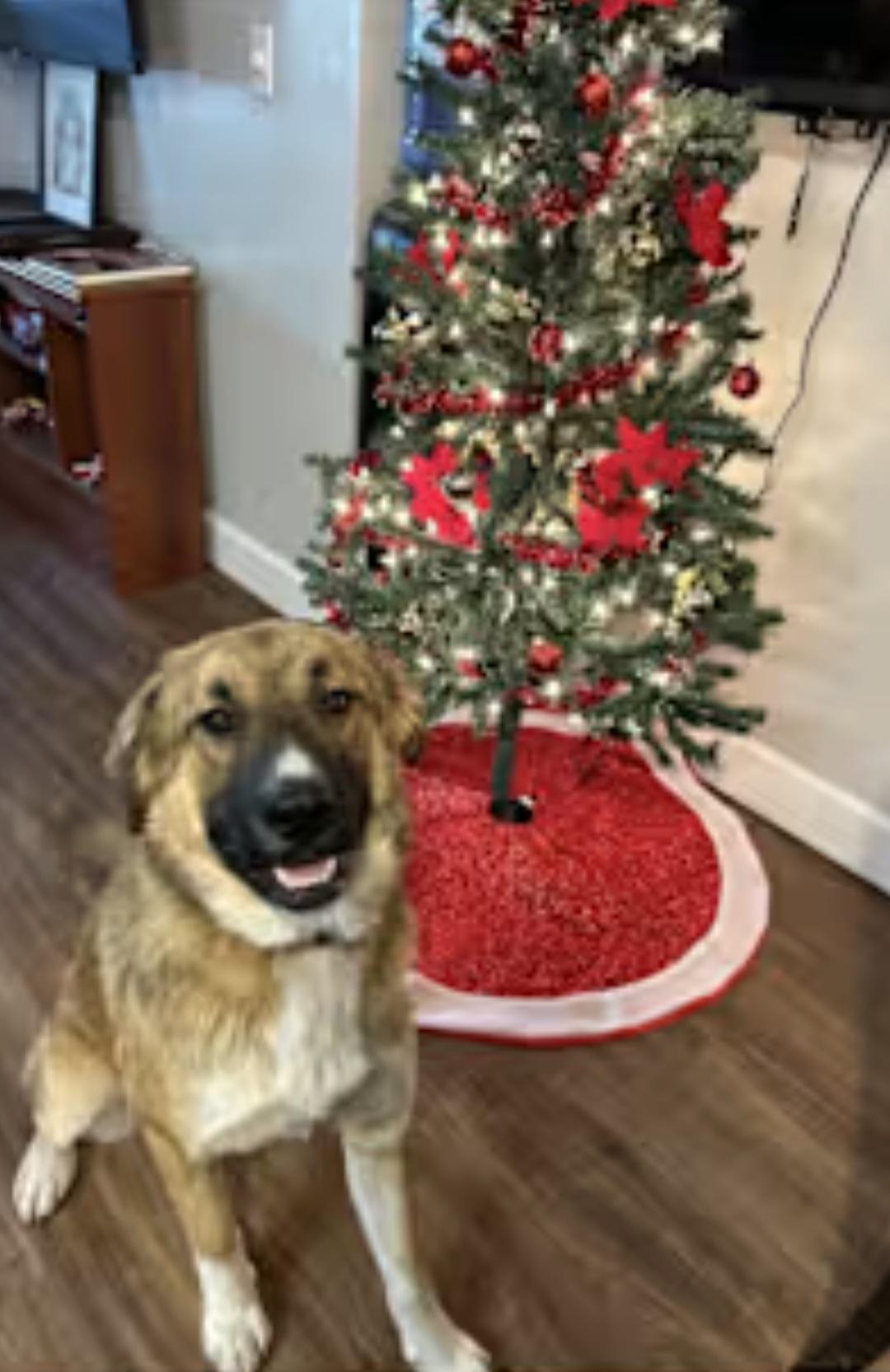 Enlarge Chief, a ADOPTABLE mixed breed in Weeki Wachee, FL image 1/2