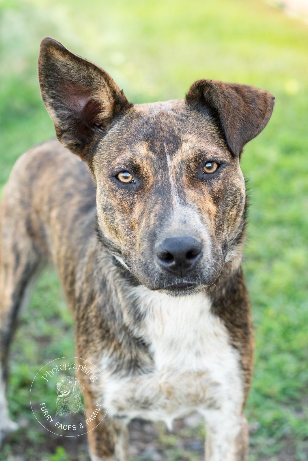 Rosco, Young Male unknown