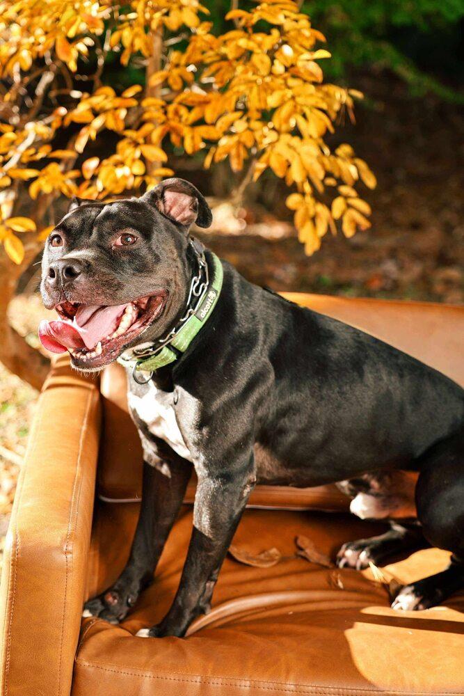 Cowboy, Adoptable, Young Male Mixed Breed.