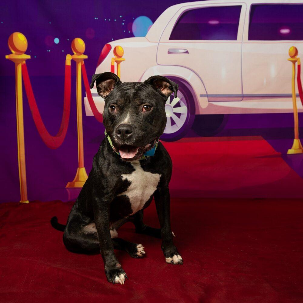 Cowboy, a Adoptable mixed breed in Milton, DE image 2/6