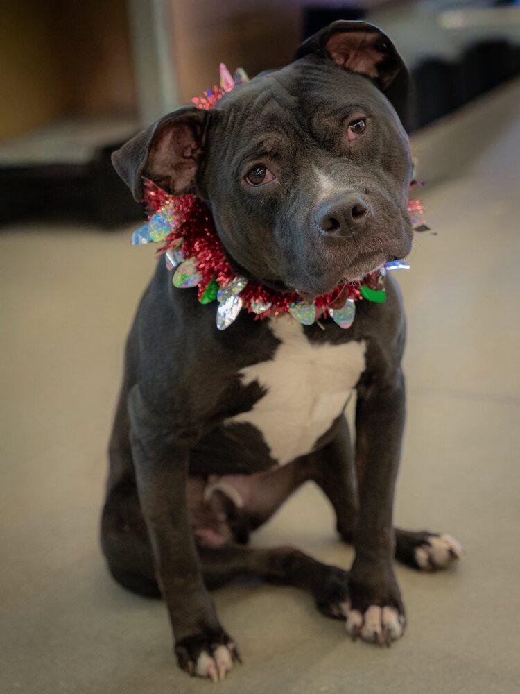 Cowboy, Adoptable, Young Male Mixed Breed.