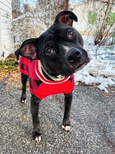 Cowboy, a Adoptable mixed breed in Milton, DE image 4/6