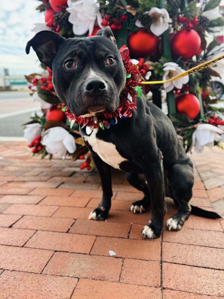 Cowboy, a Adoptable mixed breed in Milton, DE image 5/6