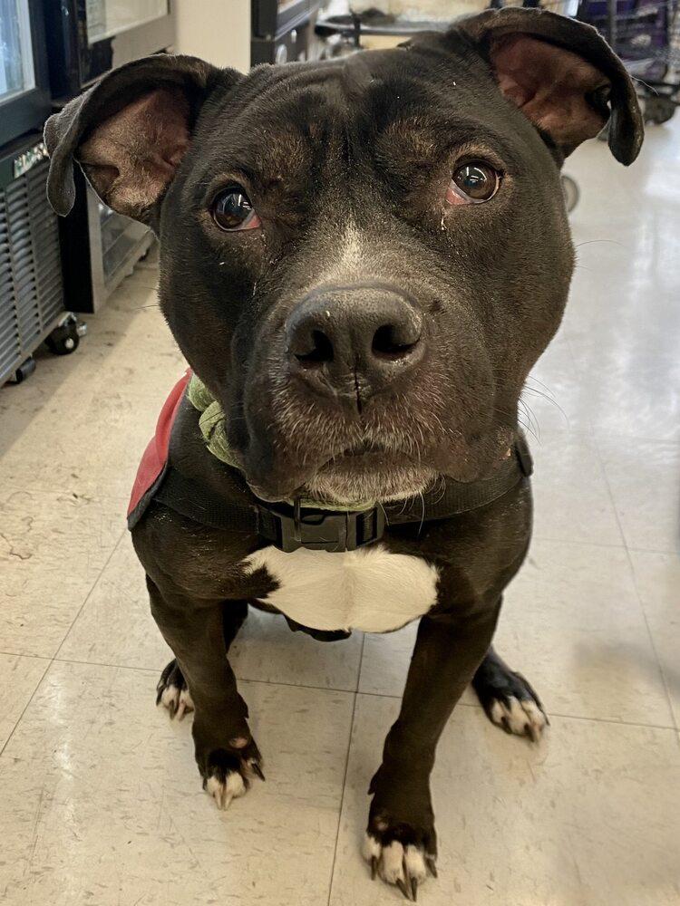 Cowboy, a Adoptable mixed breed in Milton, DE image 6/6