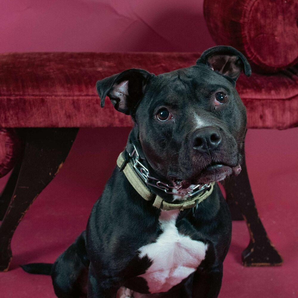 Cowboy, a Adoptable mixed breed in Milton, DE image 6/6