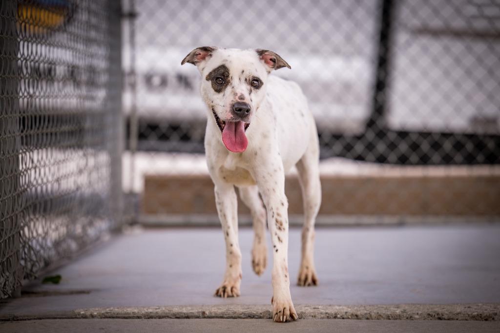 Panda, Adoptable, Young Female Collie & Pit Bull Terrier.
