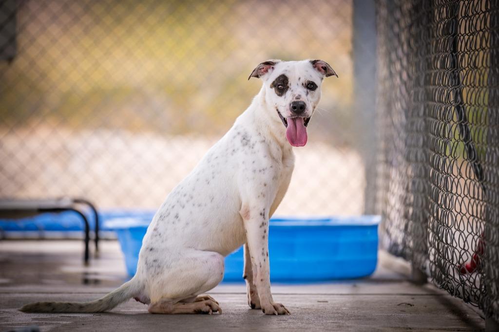Panda, a Adoptable mixed breed in Twentynine Palms, CA image 2/5