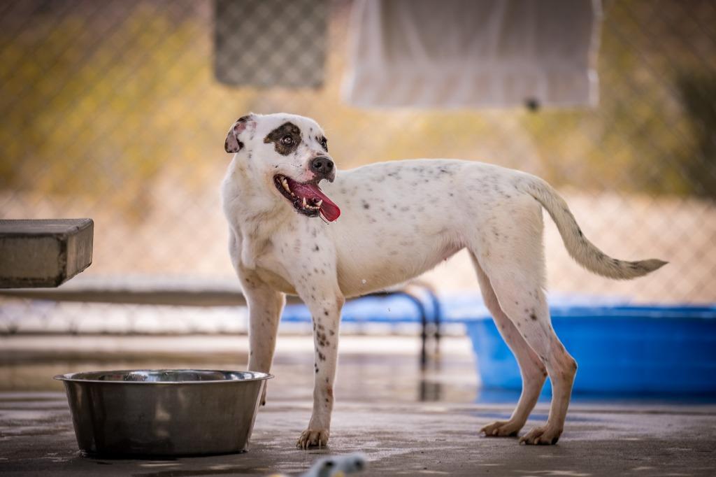 Panda, a Adoptable mixed breed in Twentynine Palms, CA image 3/5