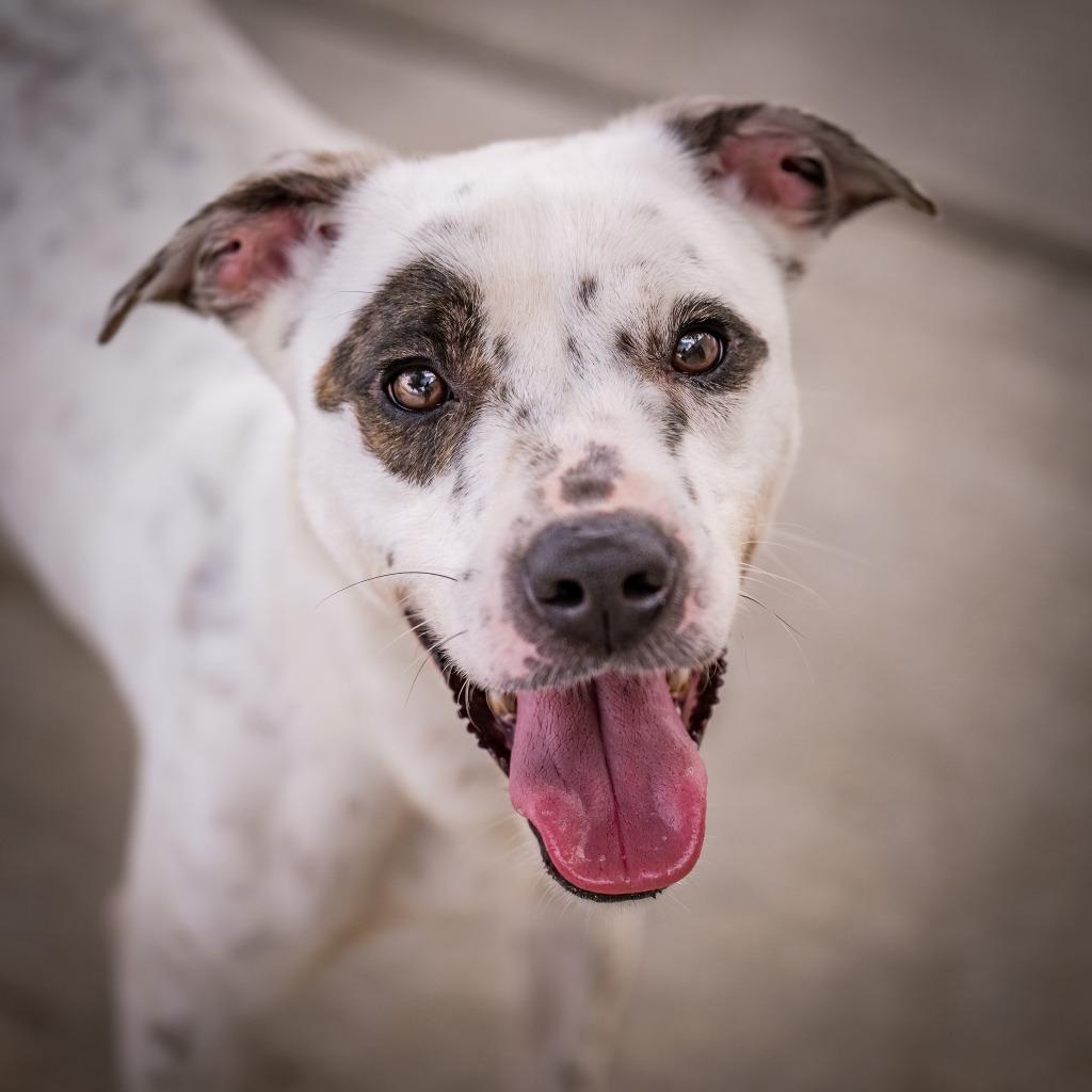 Panda, a Adoptable mixed breed in Twentynine Palms, CA image 4/5