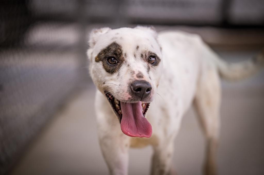 Panda, a Adoptable mixed breed in Twentynine Palms, CA image 5/5