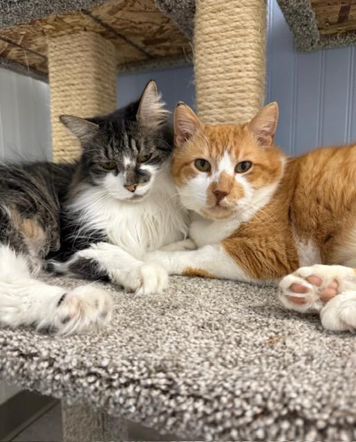 Enlarge Sam *, a Adoptable Domestic Short Hair in Douglas, MI image 2/3