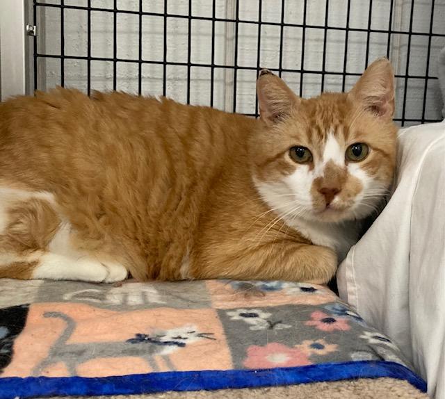 Enlarge Sam *, a Adoptable Domestic Short Hair in Douglas, MI image 1/3