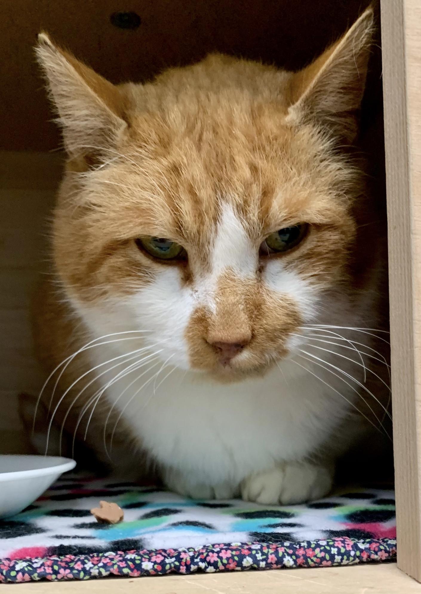 Enlarge Sam *, a Adoptable Domestic Short Hair in Douglas, MI image 3/3