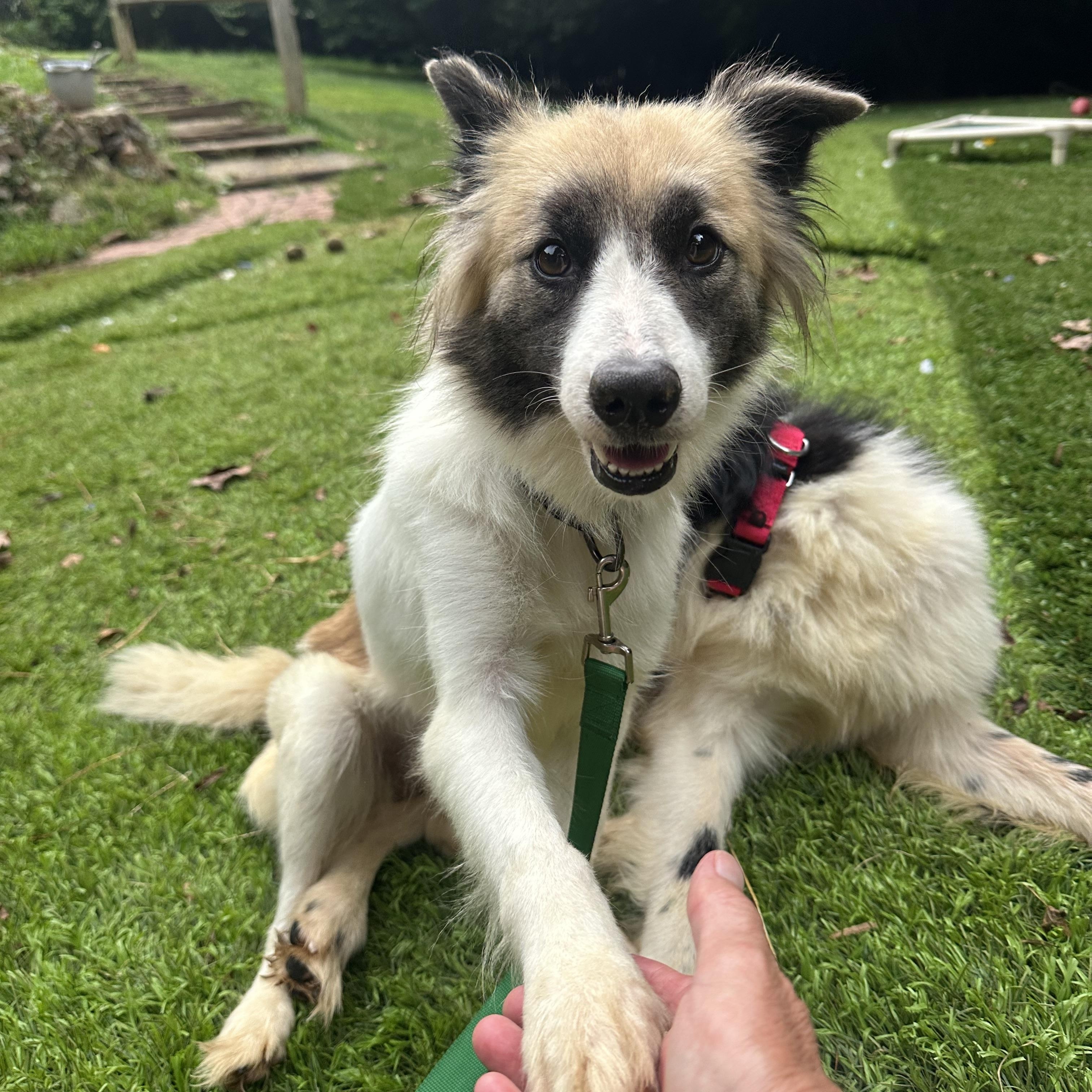 Enlarge Grace, a ADOPTABLE mixed breed in Sherman, CT image 4/6