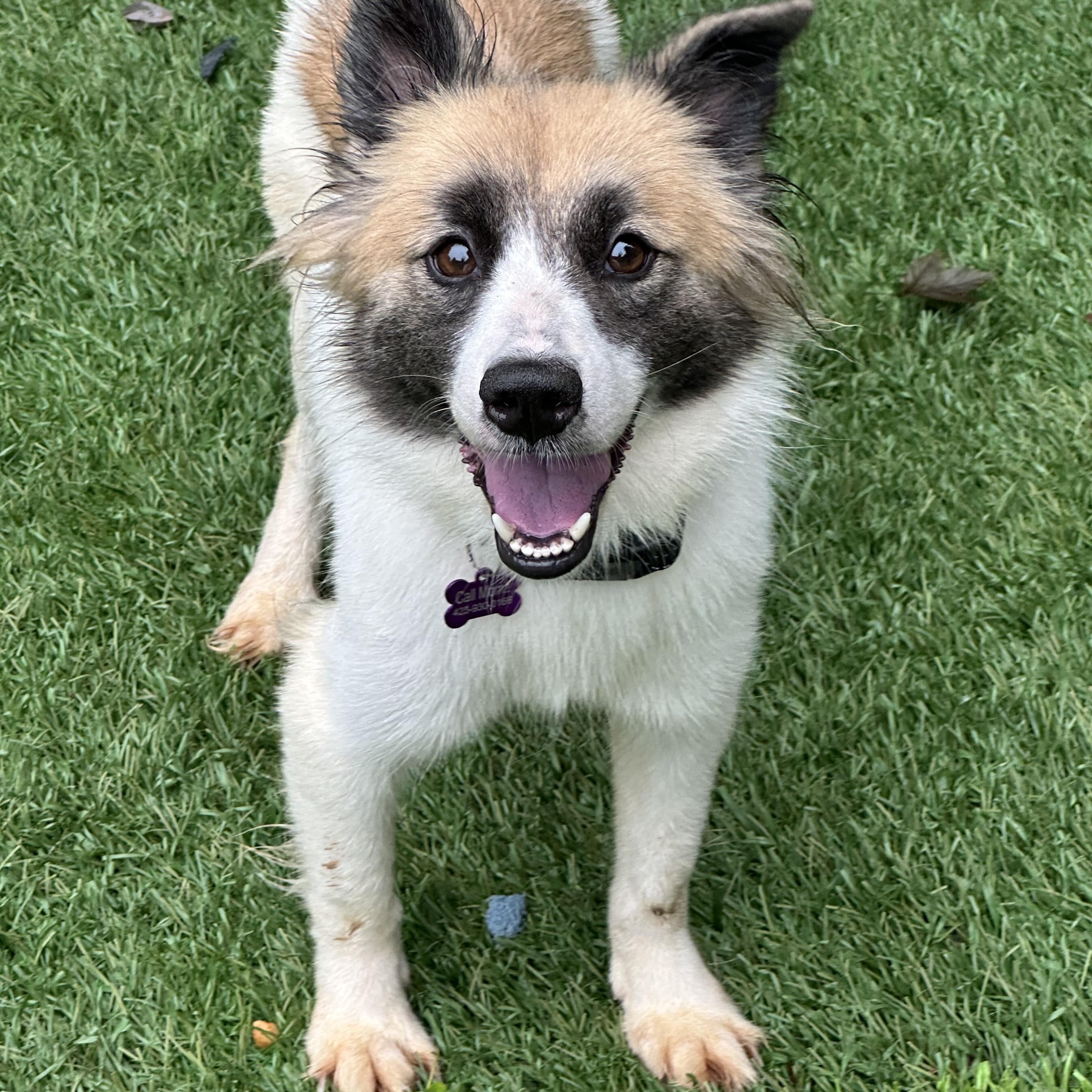 Grace, ADOPTABLE, Young Female Papillon & Shetland Sheepdog / Sheltie.
