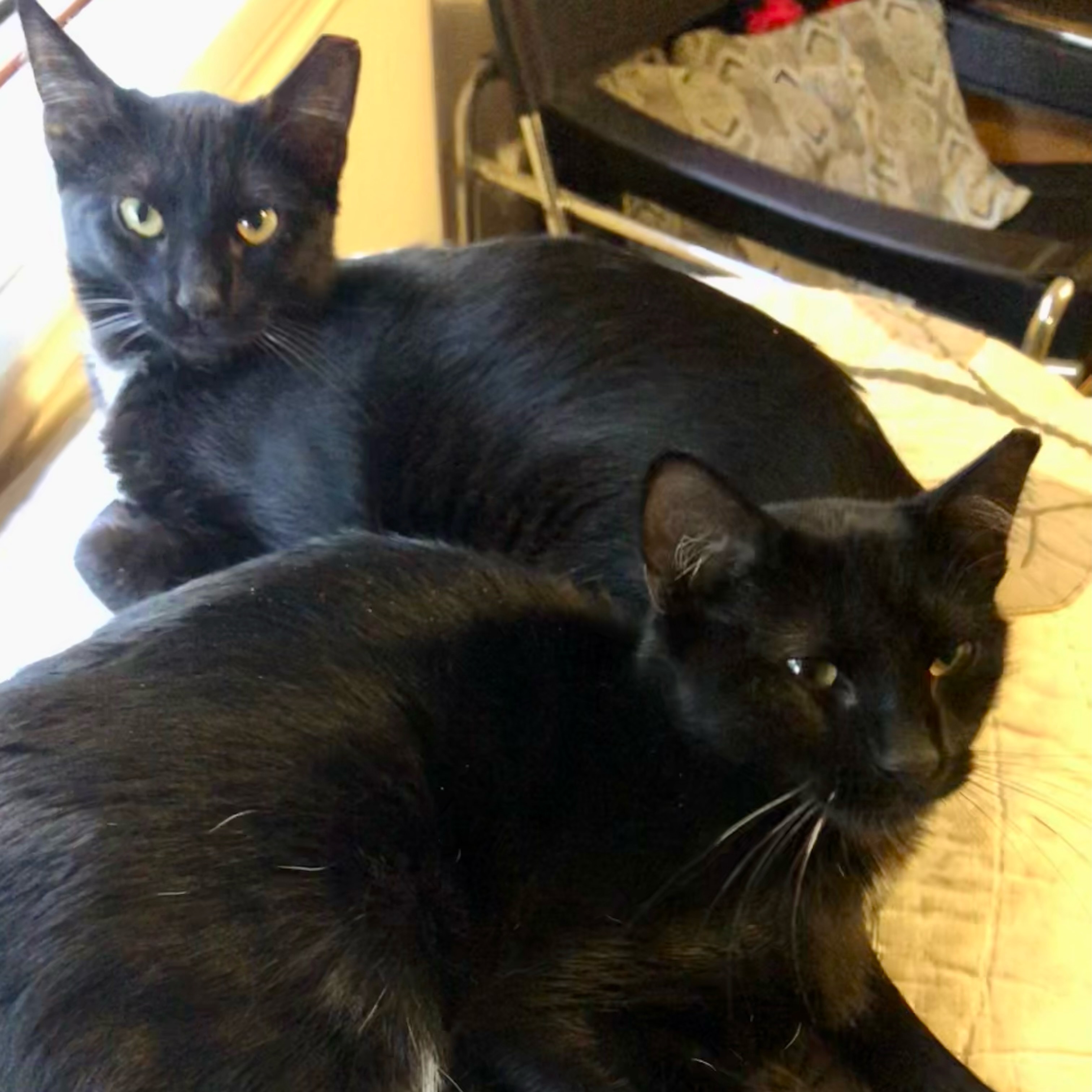 Svelte & Sven, a Adoptable Domestic Short Hair in Long Beach, CA image 1/6