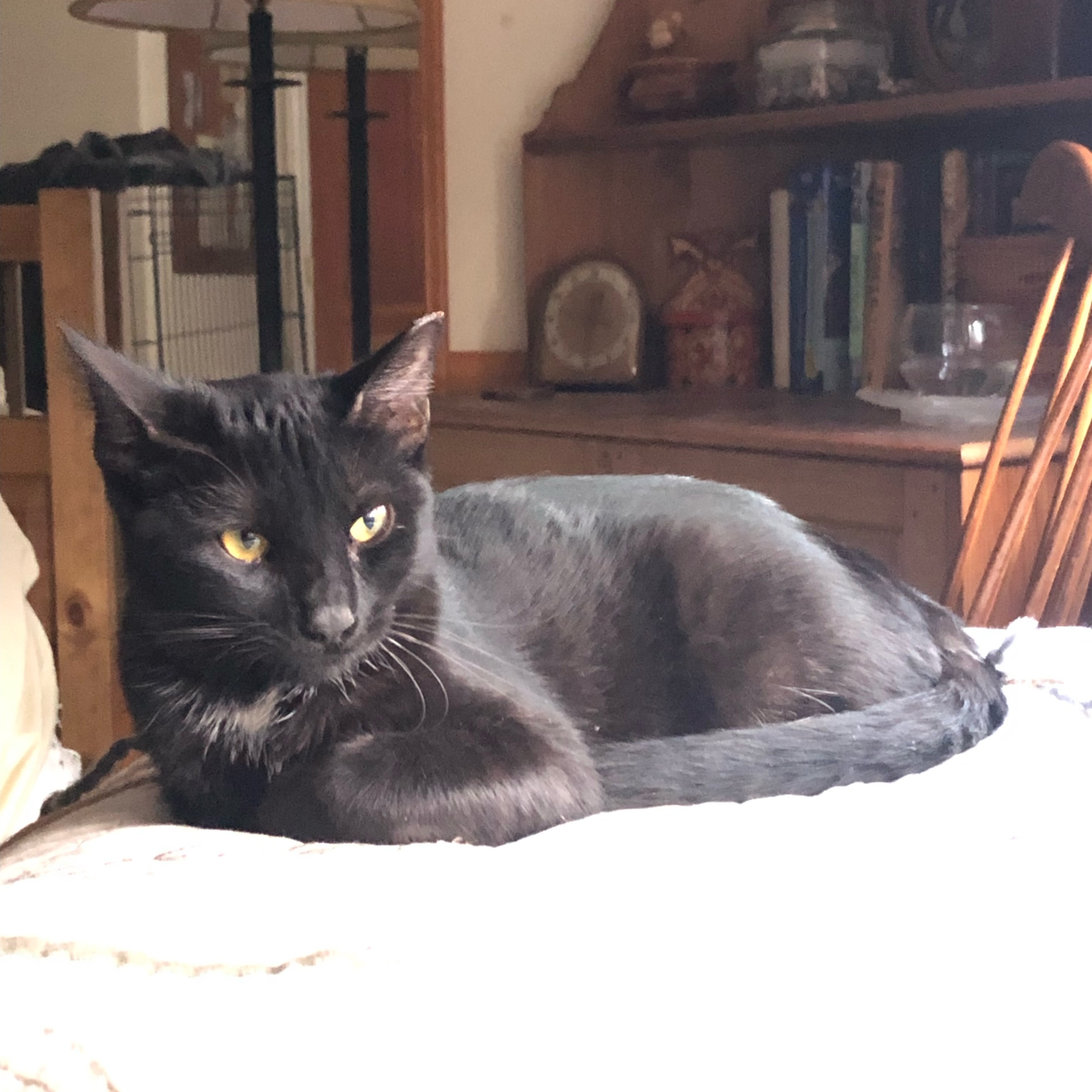 Svelte & Sven, a Adoptable Domestic Short Hair in Long Beach, CA image 3/6