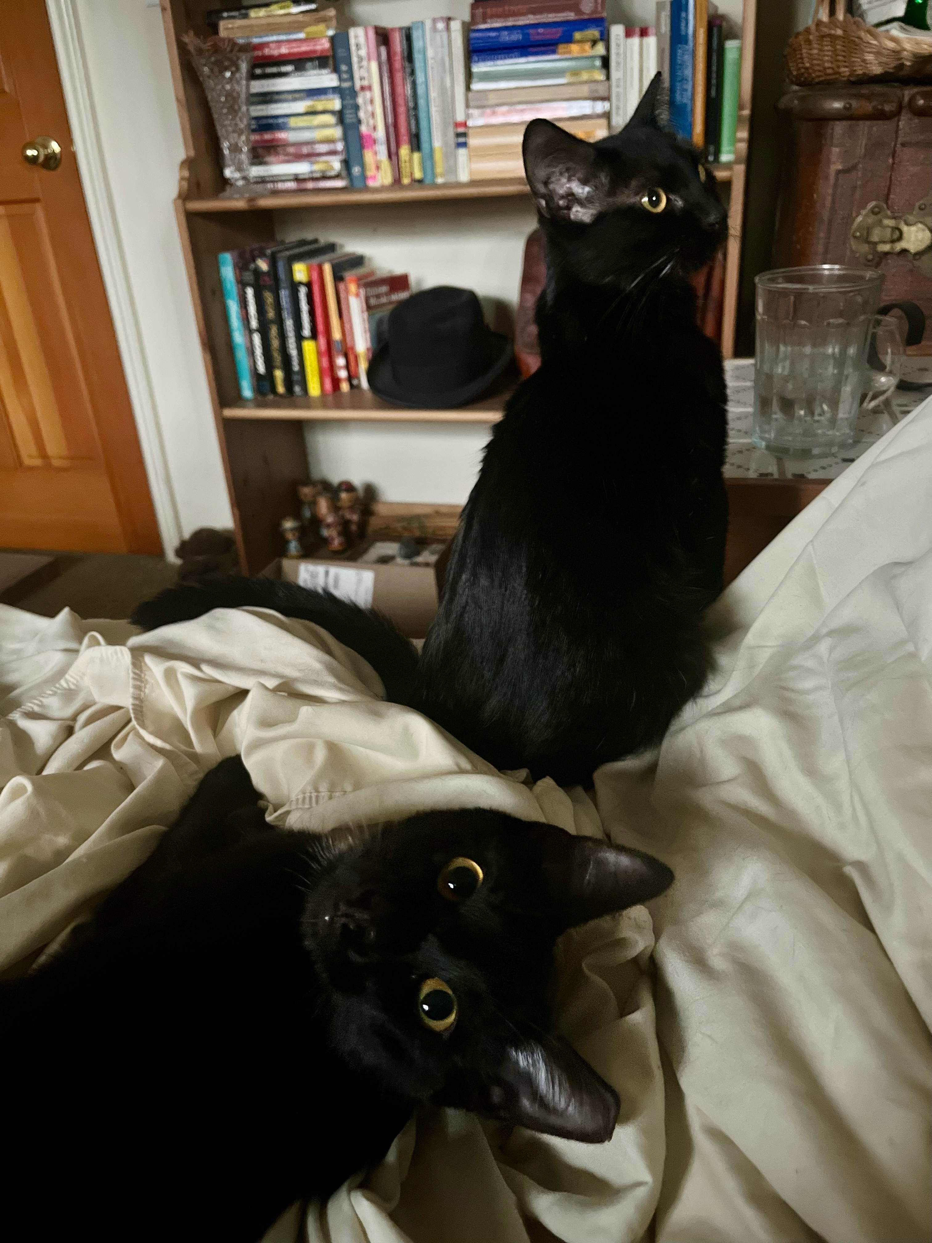 Svelte & Sven, Adoptable, Young Male Domestic Short Hair.