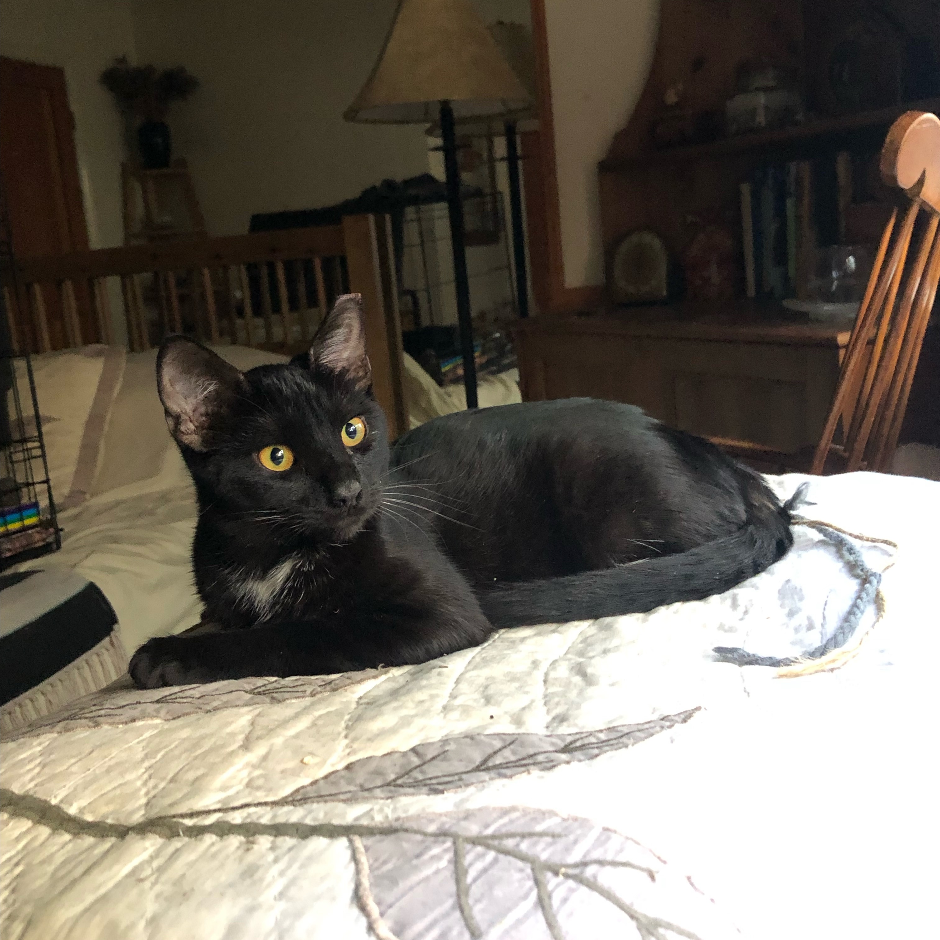 Svelte & Sven, a Adoptable Domestic Short Hair in Long Beach, CA image 6/6