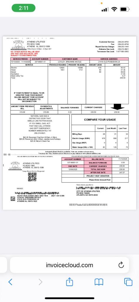 MAYBELINE GIRL, Adoptable, Adult Female Terrier & Chihuahua.