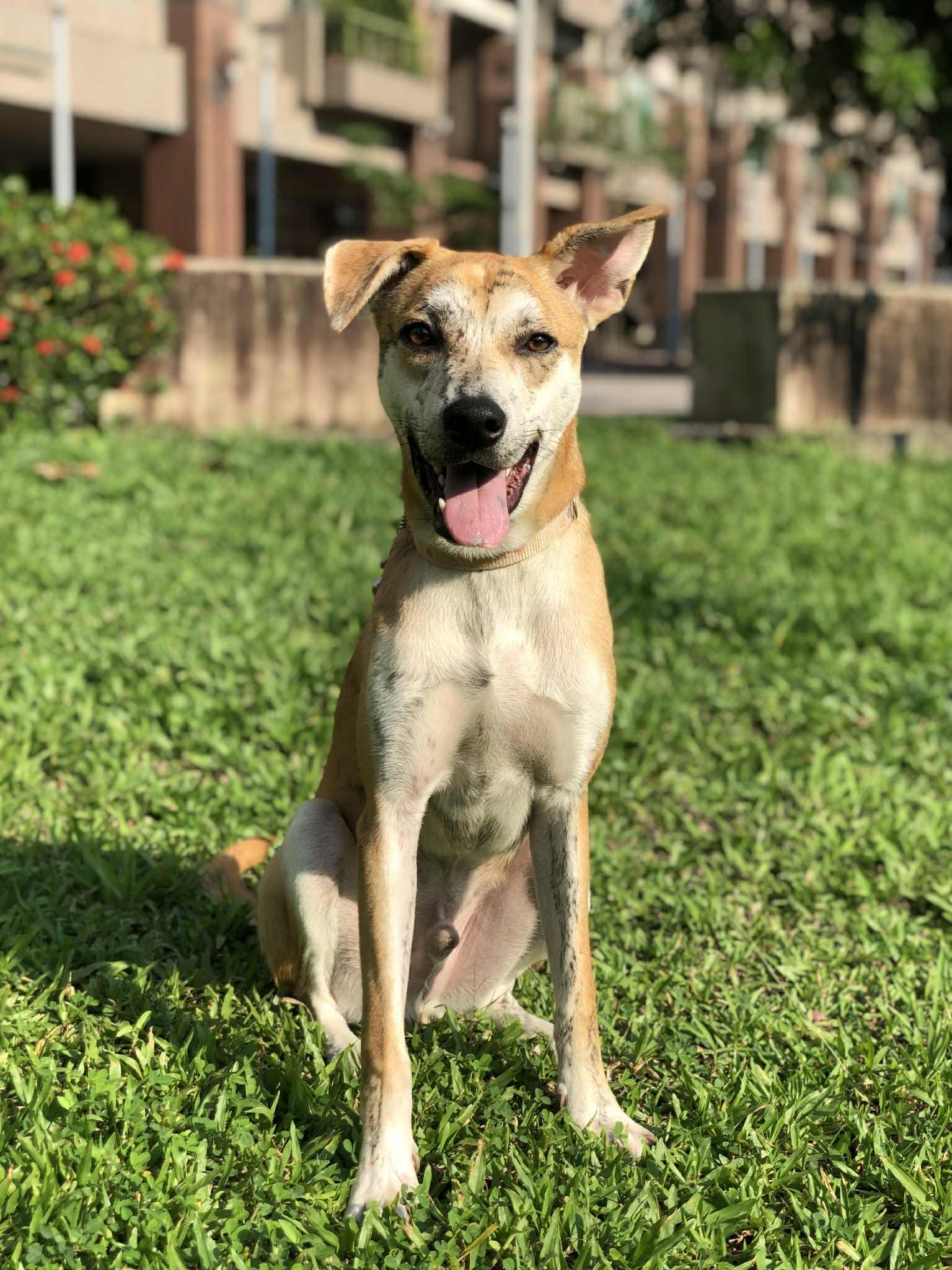 Enlarge Odie, a Adoptable mixed breed in San Mateo, CA image 1/6