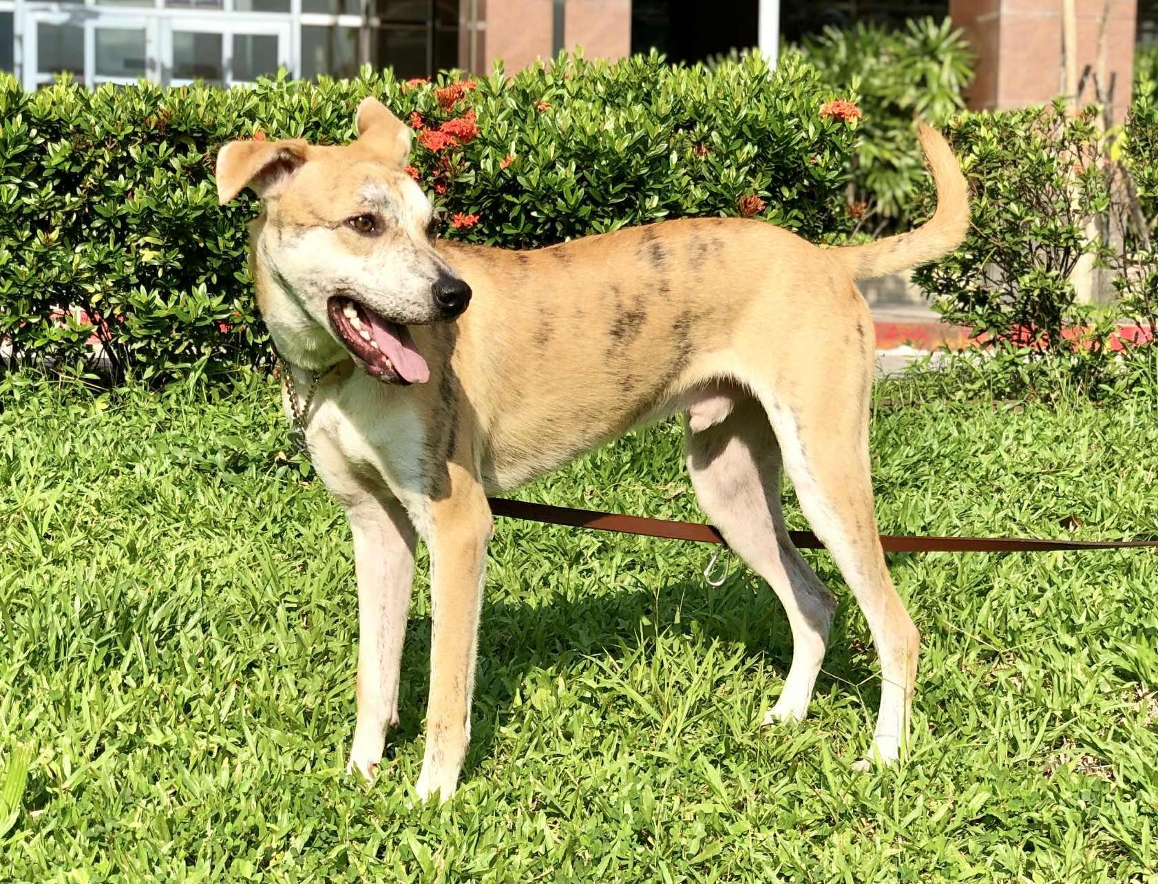 Enlarge Odie, a Adoptable mixed breed in San Mateo, CA image 2/6