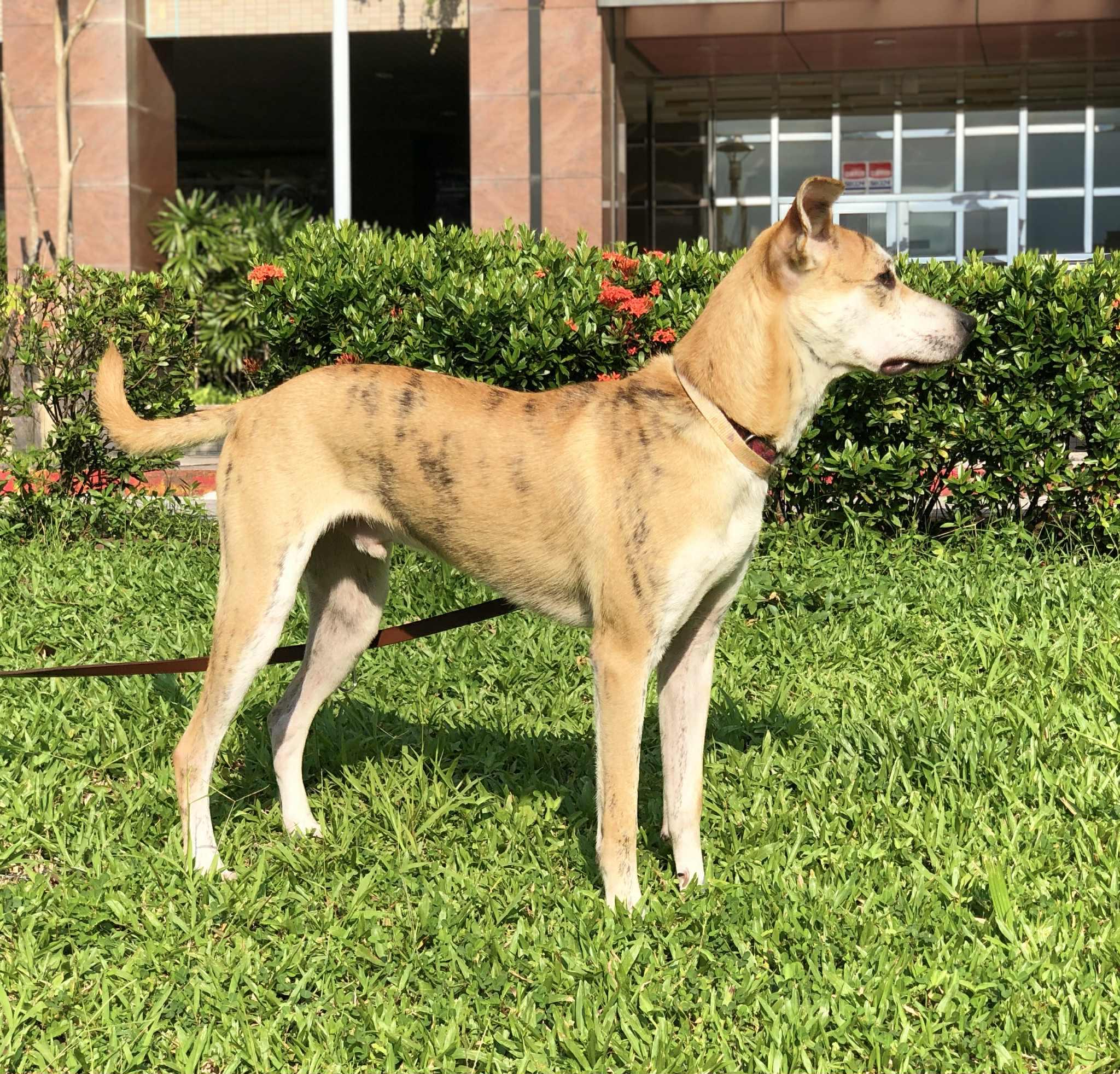 Enlarge Odie, a Adoptable mixed breed in San Mateo, CA image 3/6