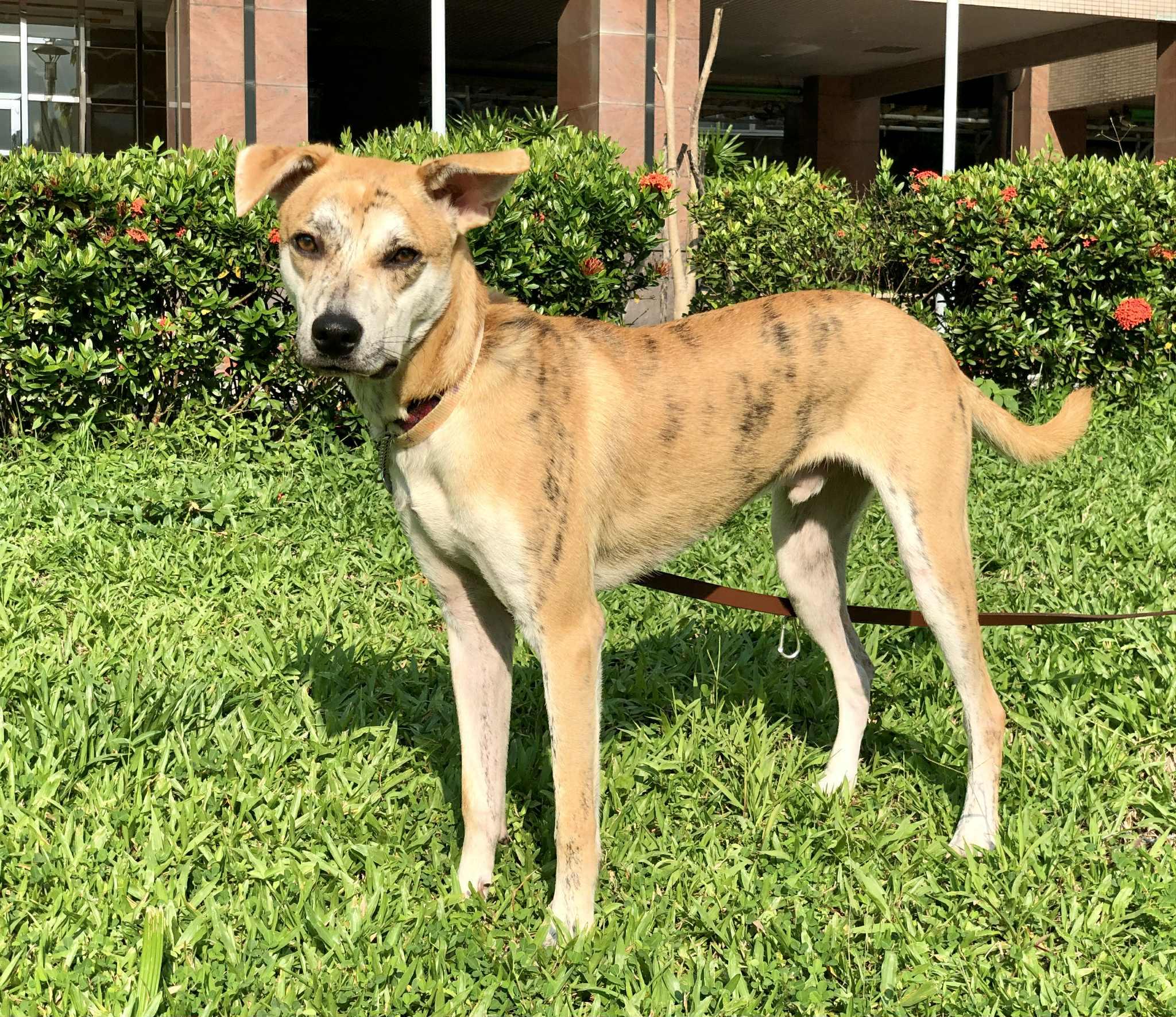 Enlarge Odie, a Adoptable mixed breed in San Mateo, CA image 4/6
