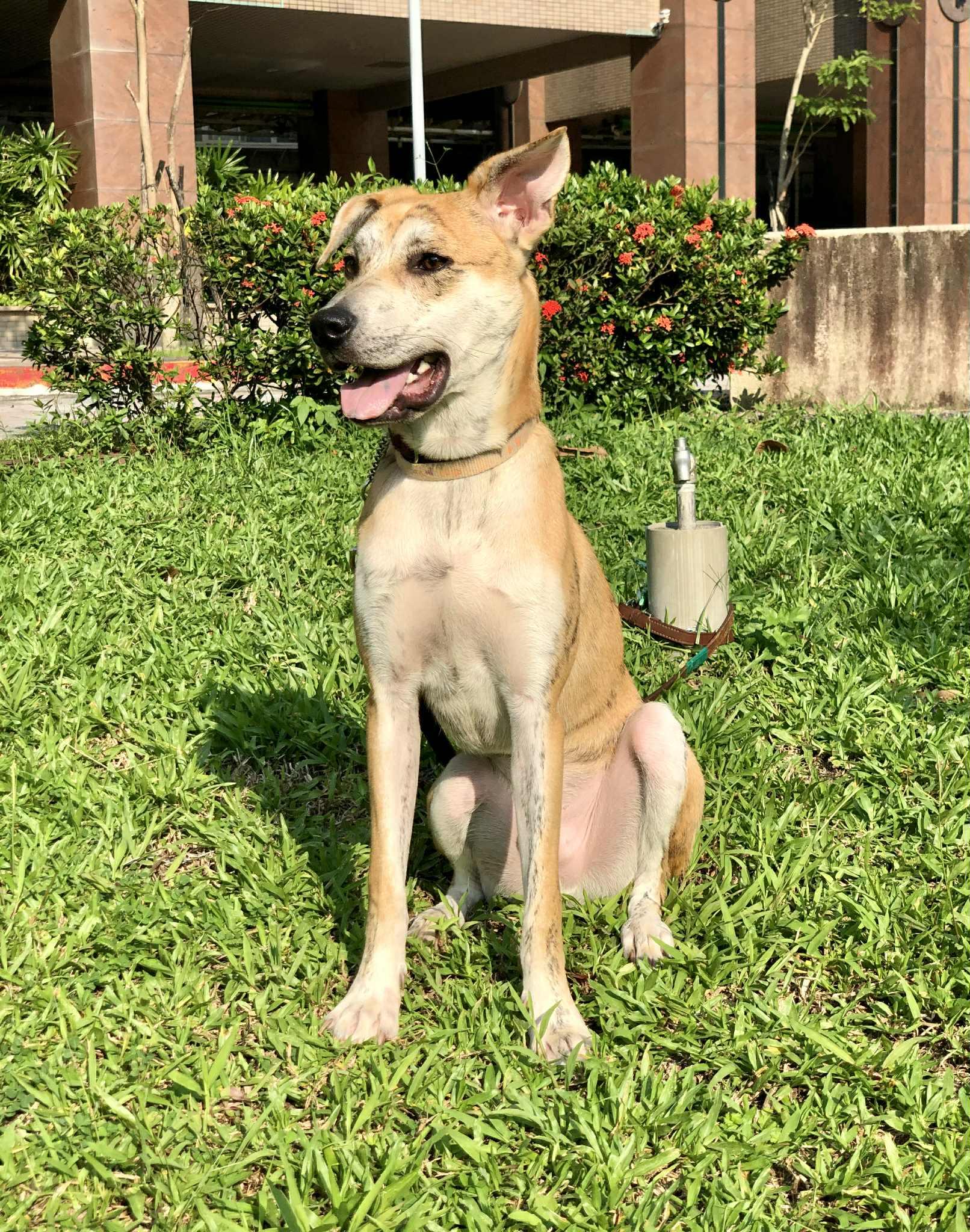 Enlarge Odie, a Adoptable mixed breed in San Mateo, CA image 5/6