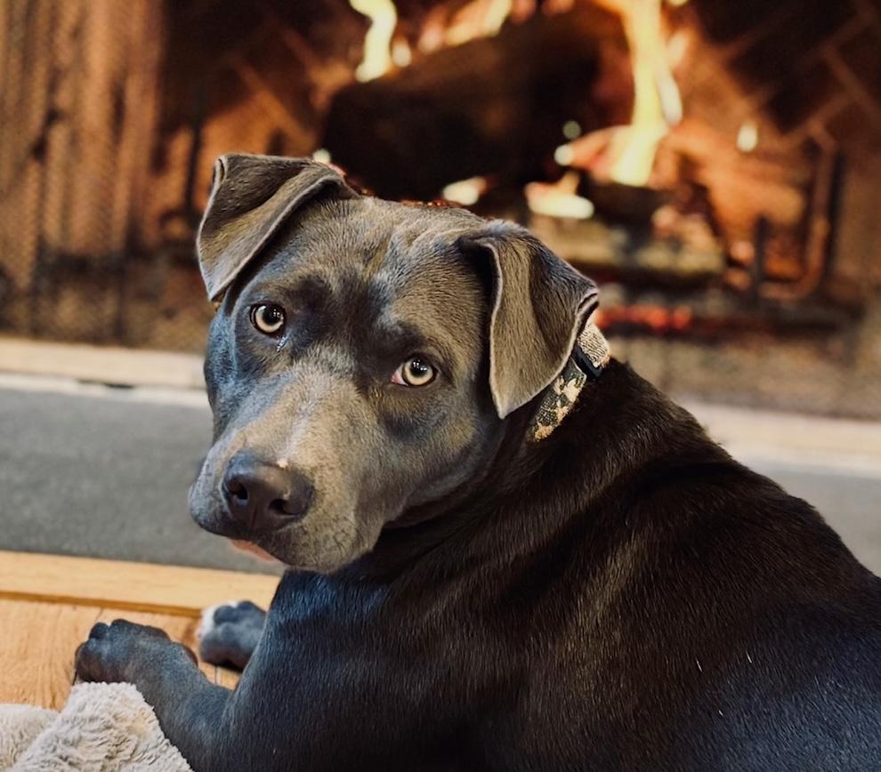 Millie — thumbnail 3