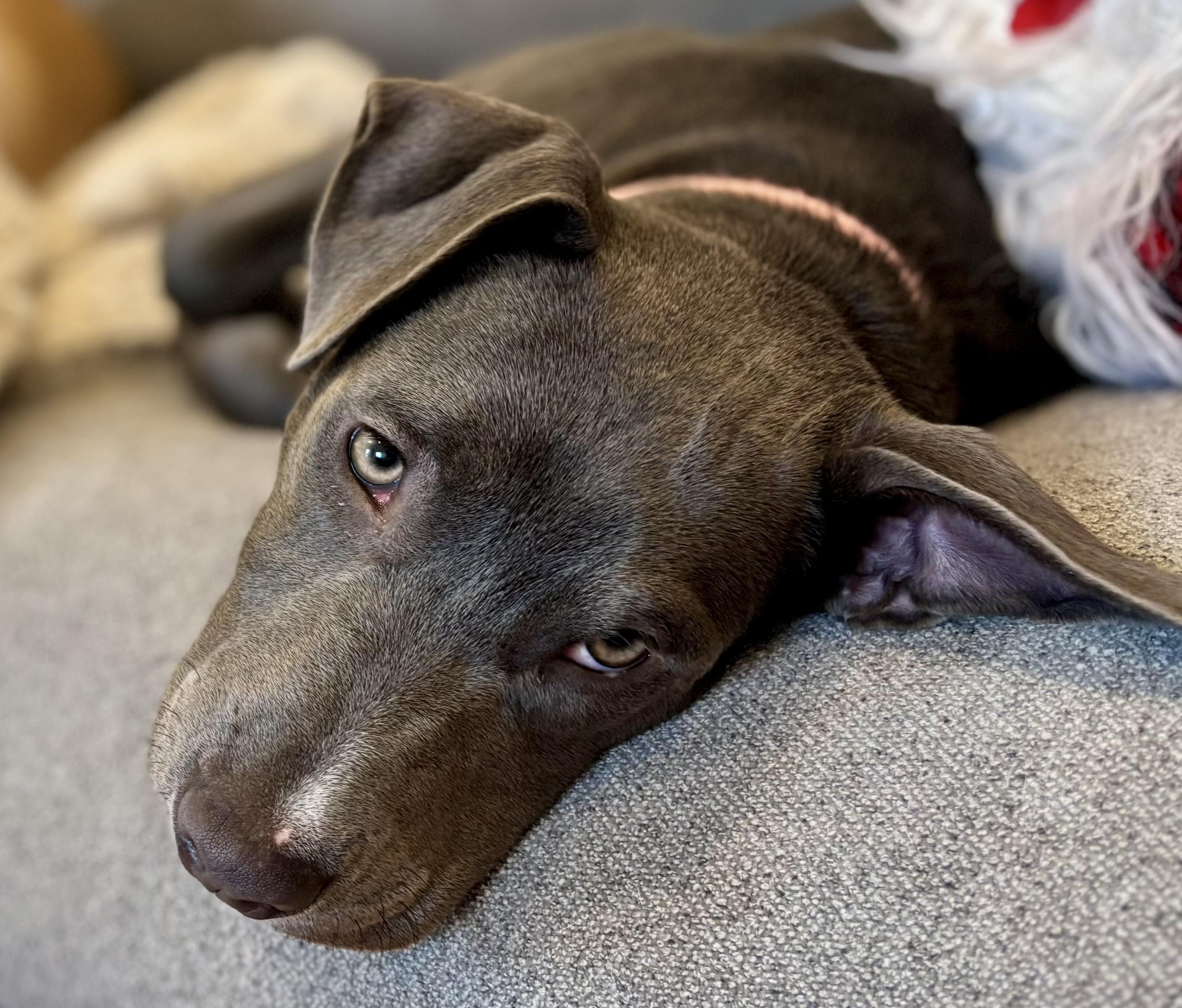 Millie — thumbnail 4