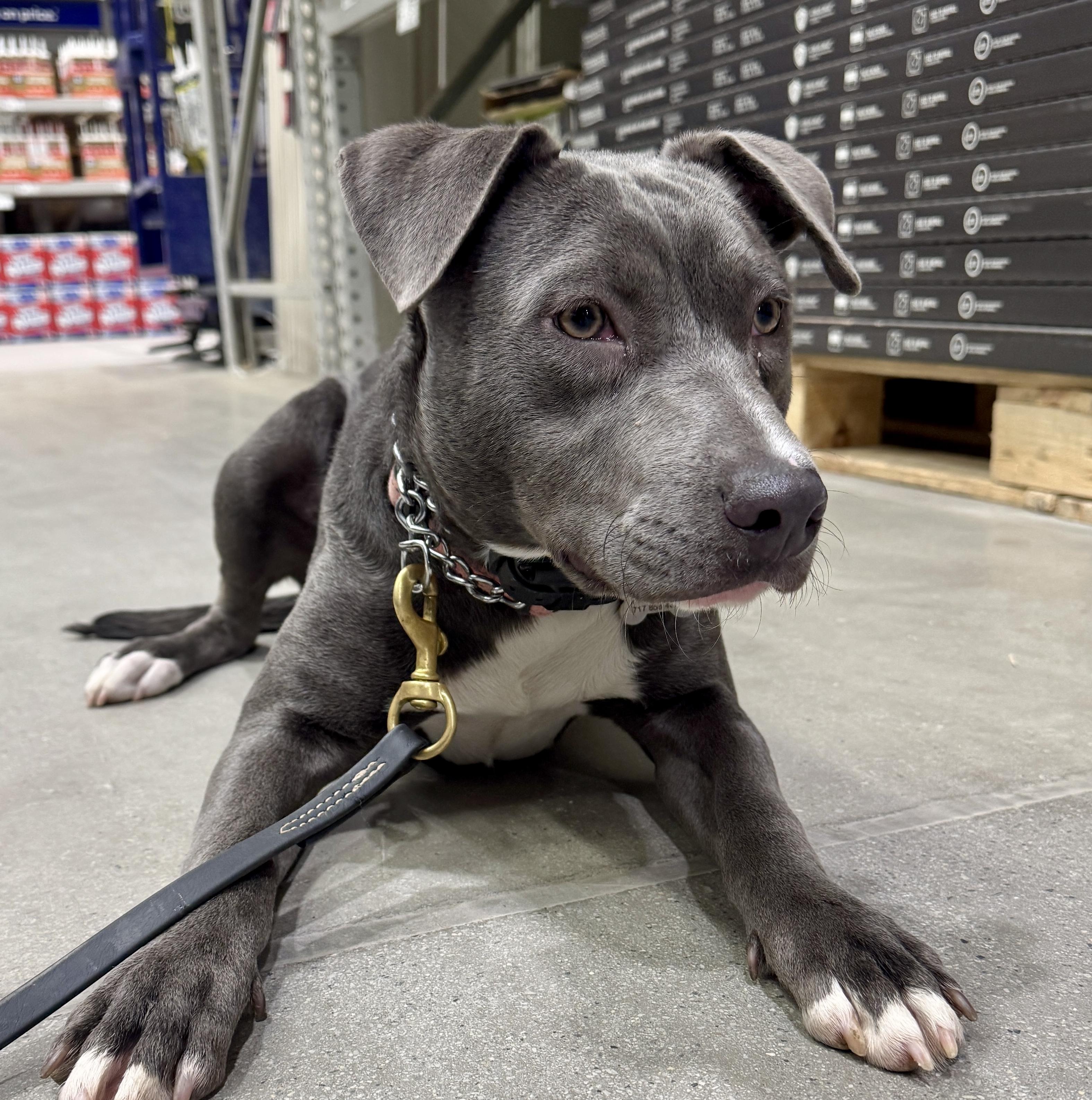 Millie — thumbnail 6