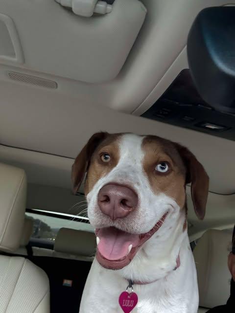 Enlarge Lulu, a Adoptable Pointer in Austin , TX image 1/6