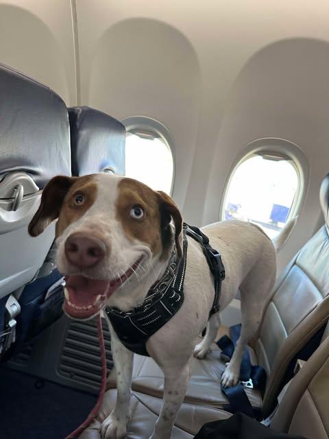 Enlarge Lulu, a Adoptable Pointer in Austin , TX image 2/6