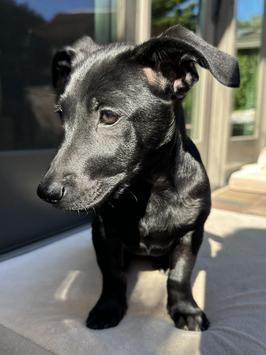 Enlarge Lily (3 Ladies and a Lad), a ADOPTABLE mixed breed in Redwood City, CA image 6/6