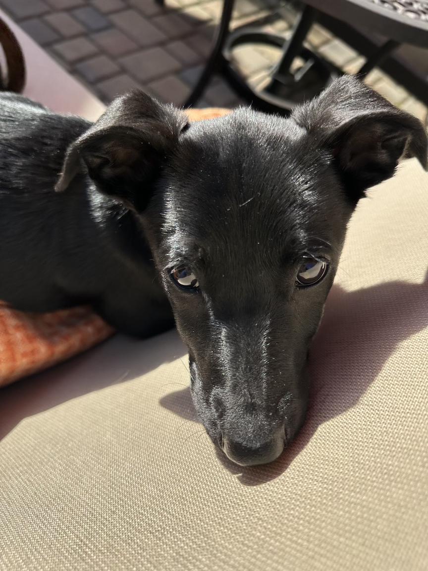 Enlarge Lily (3 Ladies and a Lad), a ADOPTABLE mixed breed in Redwood City, CA image 3/6