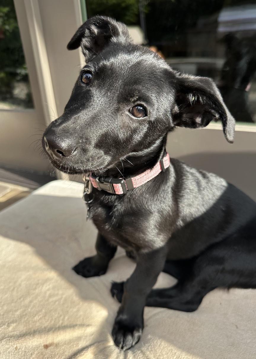 Enlarge Lily (3 Ladies and a Lad), a ADOPTABLE mixed breed in Redwood City, CA image 2/6