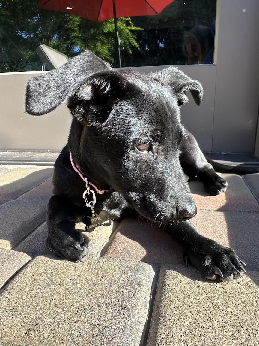 Enlarge Lily (3 Ladies and a Lad), a ADOPTABLE mixed breed in Redwood City, CA image 4/6
