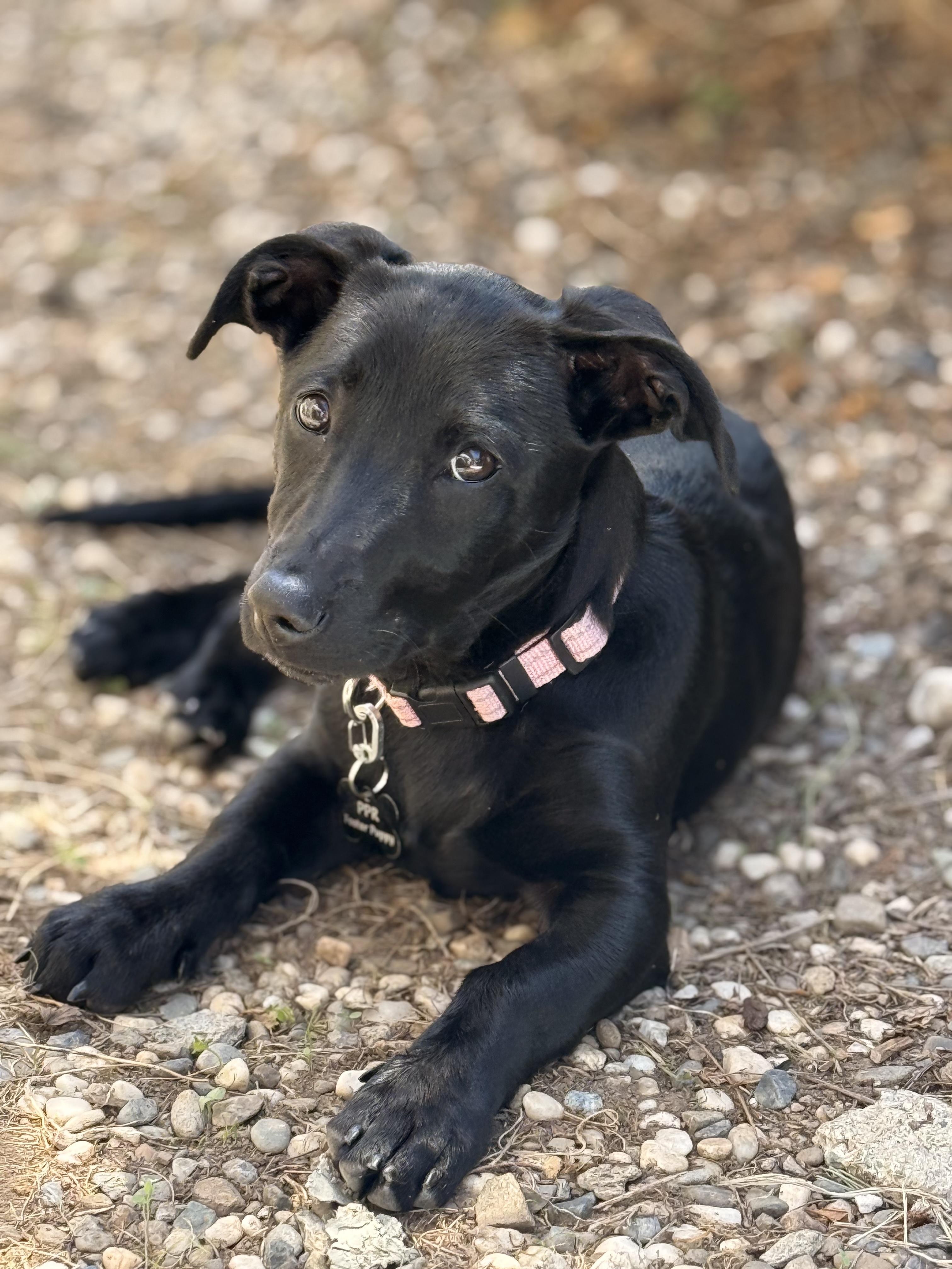 Lily (3 Ladies and a Lad), ADOPTABLE, Puppy Female Terrier.