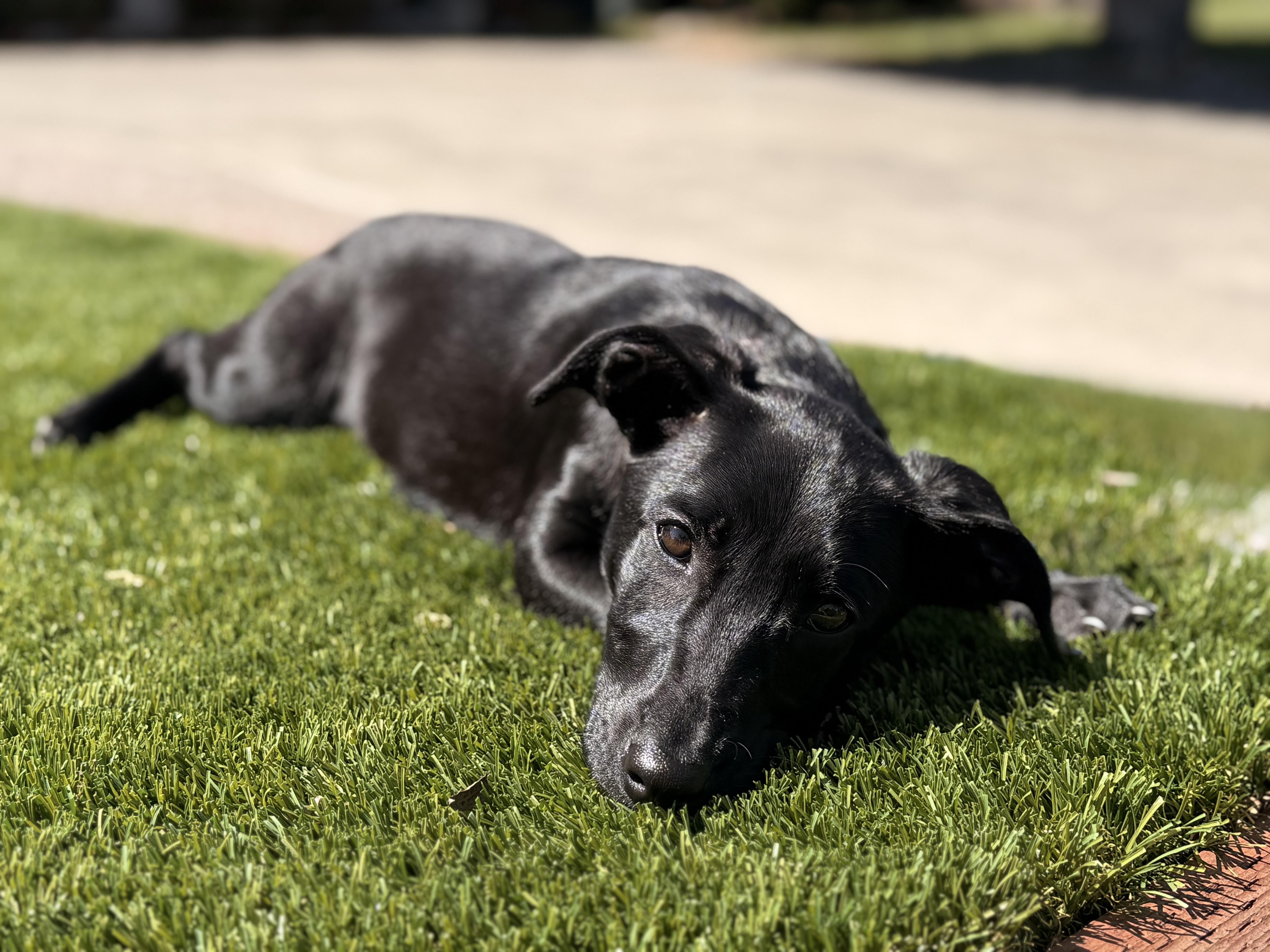 Lily (3 Ladies and a Lad), a ADOPTABLE mixed breed in Redwood City, CA image 6/6