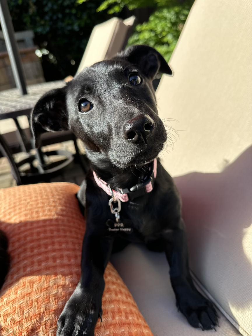 Enlarge Lily (3 Ladies and a Lad), a ADOPTABLE mixed breed in Redwood City, CA image 5/6