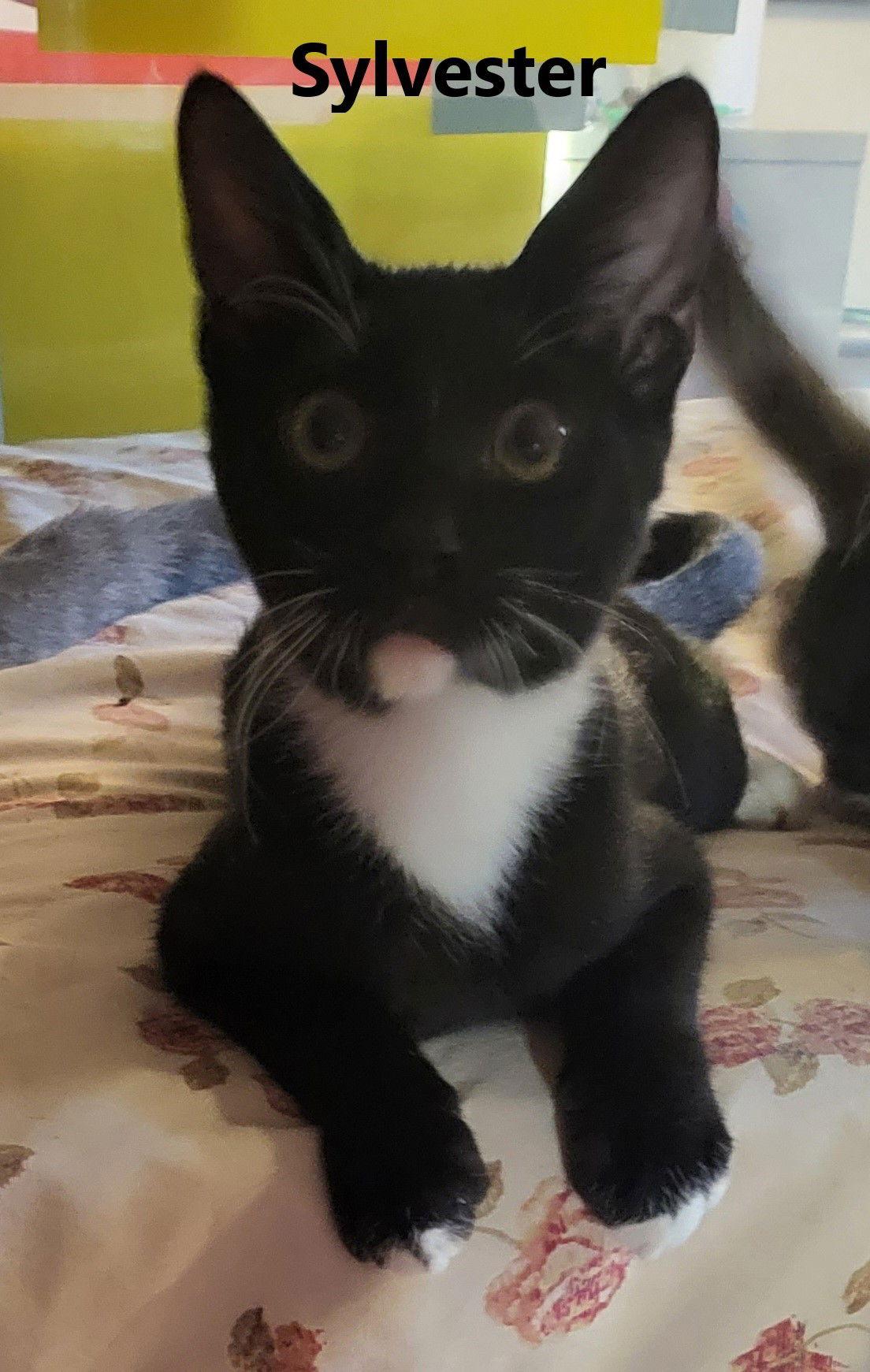 Enlarge Sylvester, a Adoptable American Shorthair in Littlerock, CA image 1/1