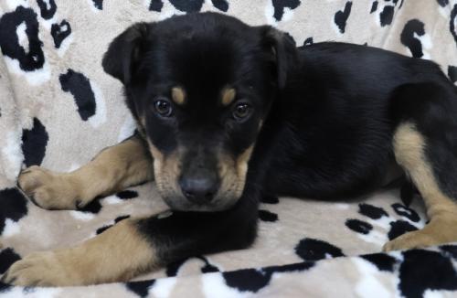 Otree, Adoptable, Puppy Male Shepherd.