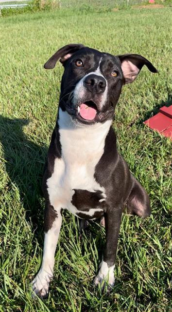 Enlarge BIBBLE, a Adoptable mixed breed in Rosenberg, TX image 1/1