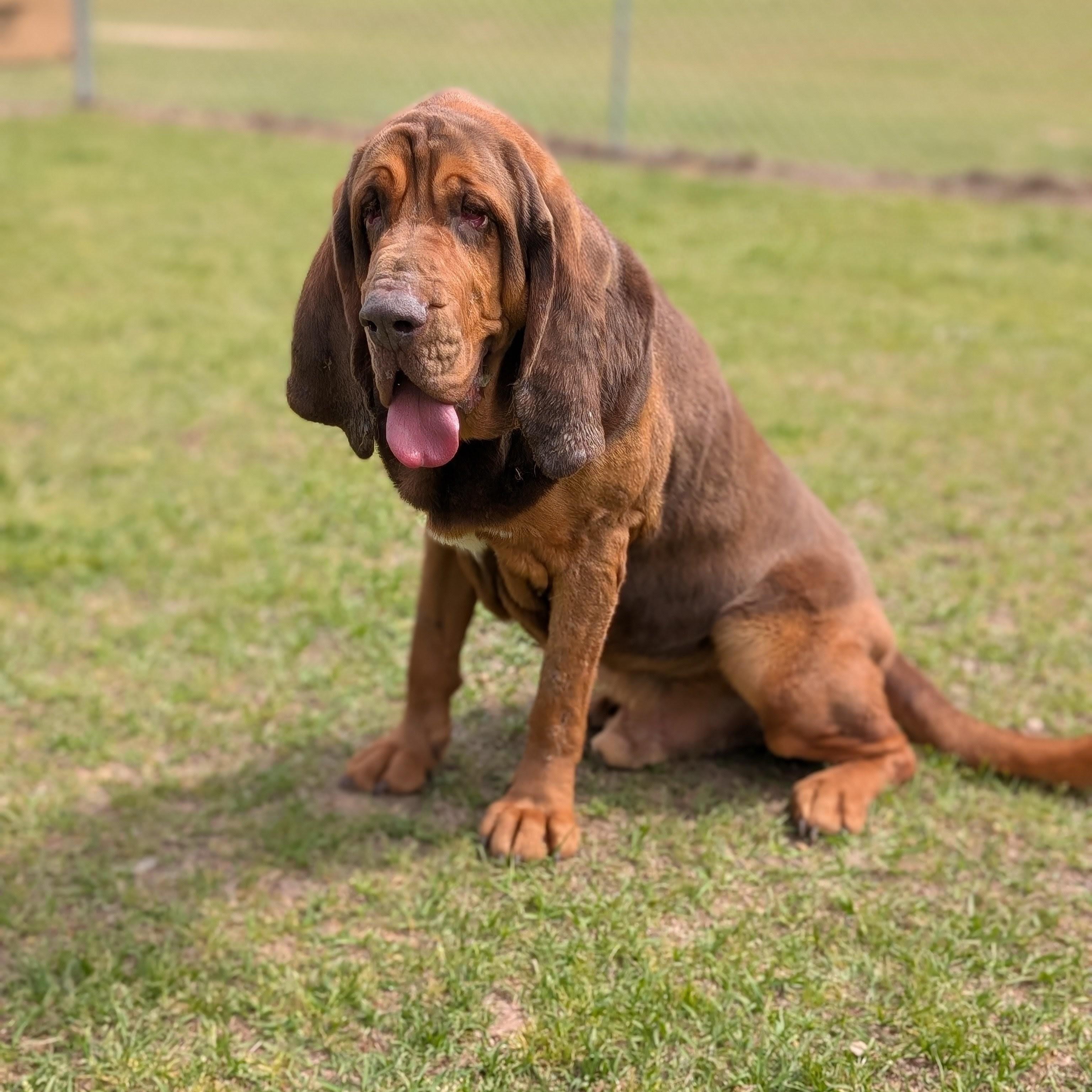 ARNOLD, adoptable, Adult Male Bloodhound.