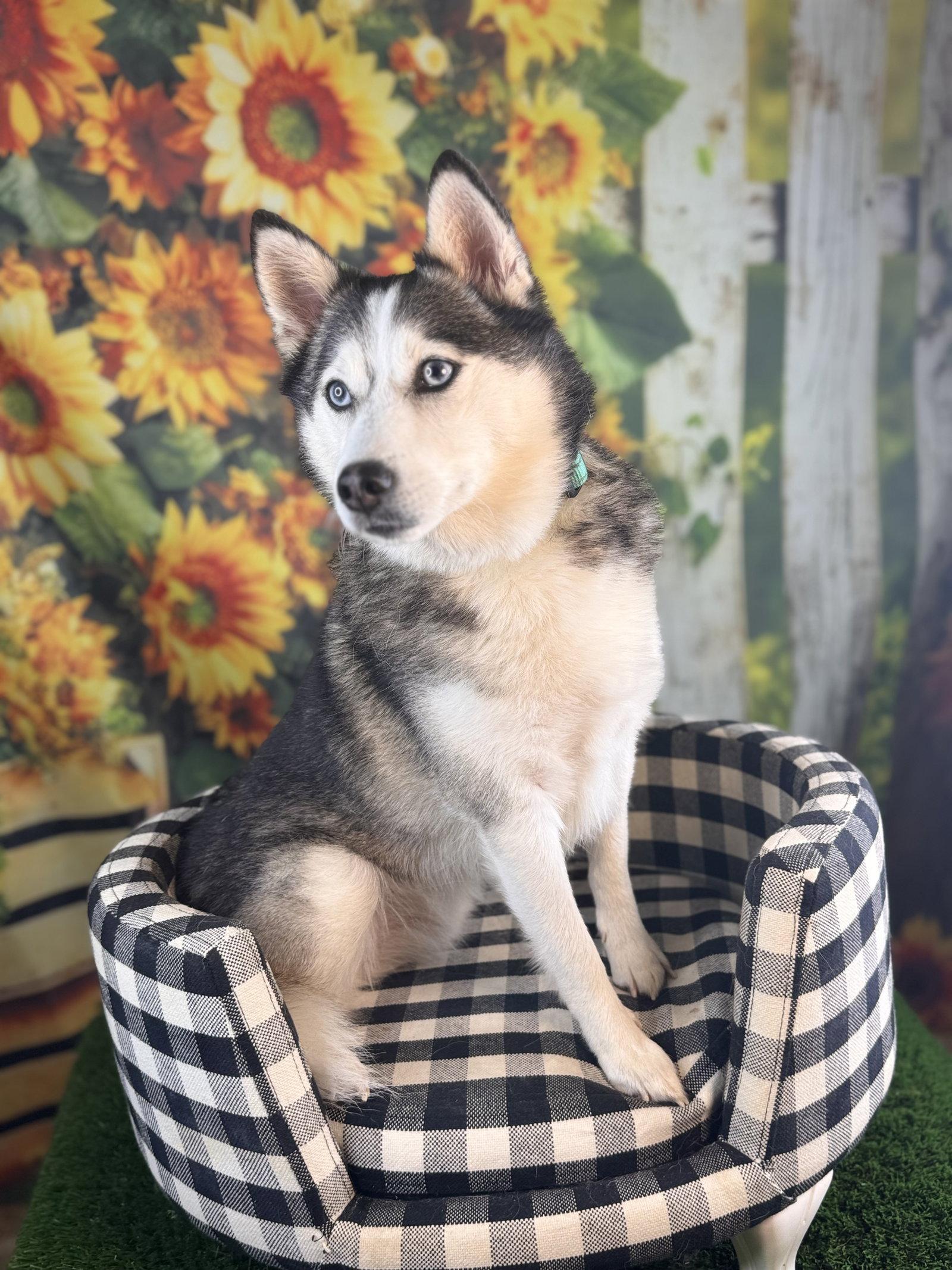 Cooper, Adoptable, Adult Male Pomeranian & Siberian Husky.