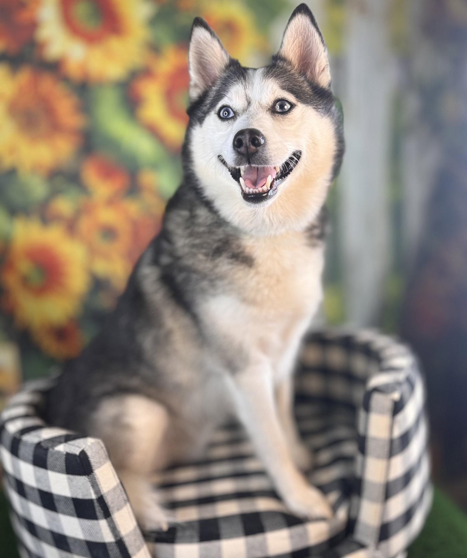 Cooper, a Adoptable mixed breed in Garland, TX image 2/3