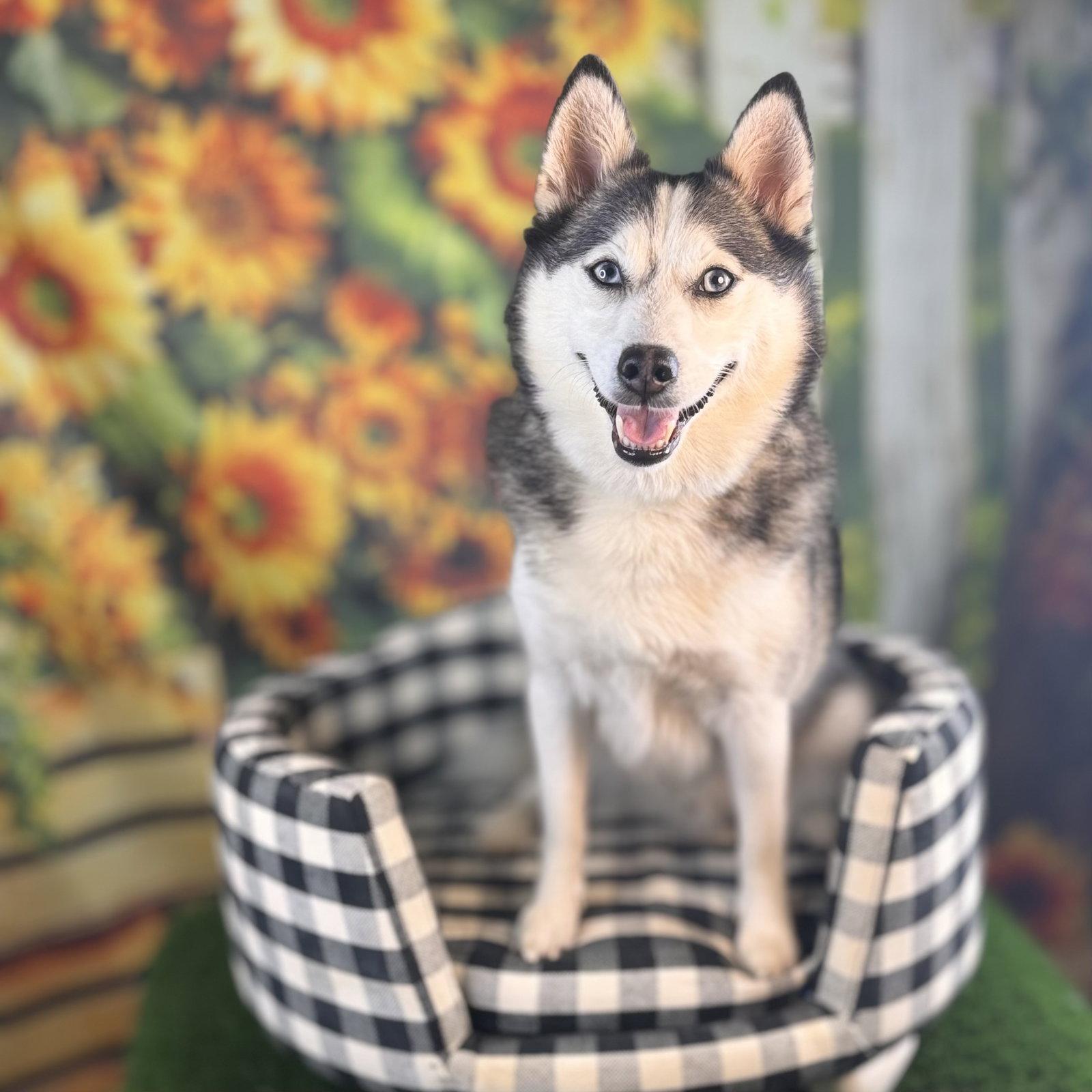 Cooper, a Adoptable mixed breed in Garland, TX image 3/3