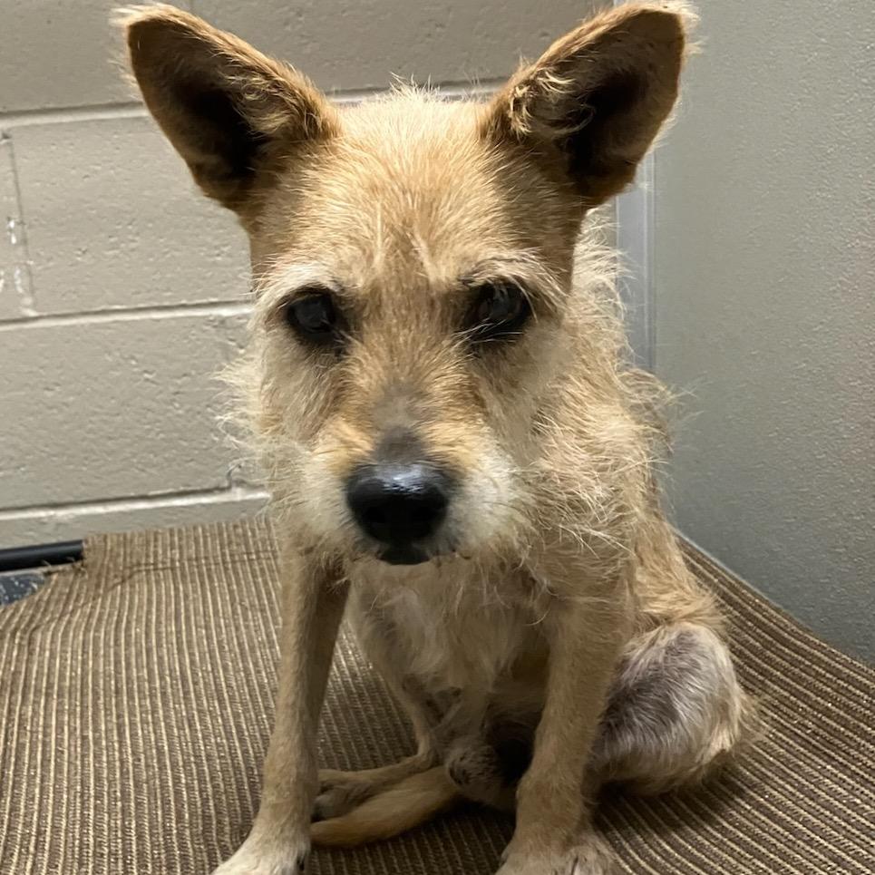 Ike, a Adoptable Terrier image 2/2