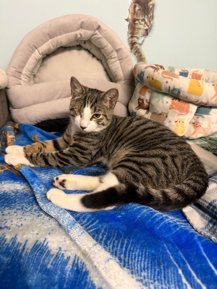 Victor, Adoptable, Kitten Male Domestic Short Hair.